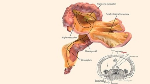 İnsan vücudunda yeni organ: Bağırsak askısı