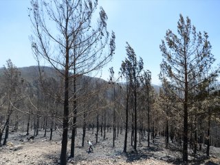 Alanya ve İzmirde orman yangını