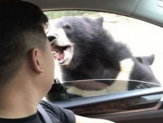 Çinde ayıyı beslemeye çalışan adam saldırıya uğradı