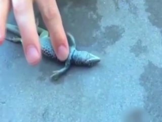 Kertenkeleye kalp masajı yaptı