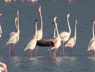 İzmir Kuş Cennetinde flamingo rekoru kırıldı