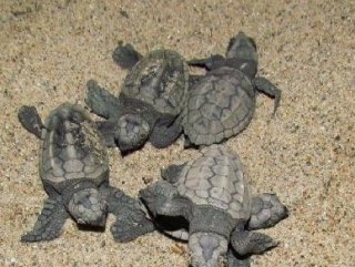 Kuşadasında 43 yavru carreta caretta denizle buluştu