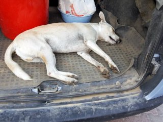 Muğlada sokak köpekleri zehirlendi
