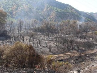 Sivasta orman yangını