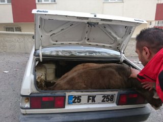 Çalınan buzağı bagajda bulundu