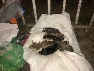 Çöplükte 8 ölü yavru köpek  bulundu