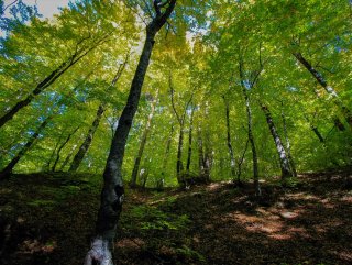 Domaniç Dağları sonbaharın renklerine büründü