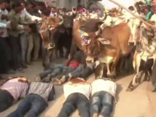 İyi şans için inekler tarafından ezildiler