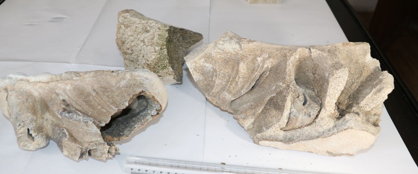 Yozgat’ta 8 milyon yıllık fosil bulundu